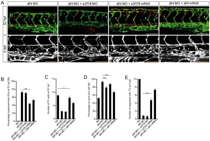 https://cdn.ncbi.nlm.nih.gov/pmc/blobs/4472/3771987/3236b9de3b24/pone.0073693.g004.jpg