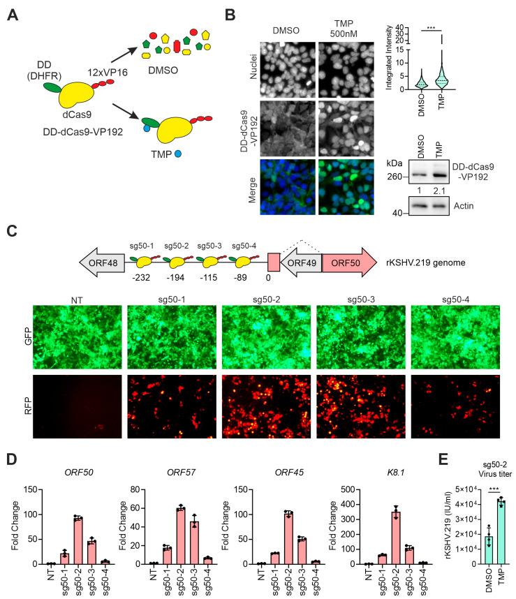 https://cdn.ncbi.nlm.nih.gov/pmc/blobs/4477/7552072/a9962148524f/viruses-12-00952-g001.jpg