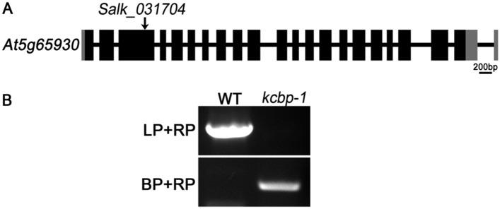 https://cdn.ncbi.nlm.nih.gov/pmc/blobs/447d/4574192/7a770526bbef/elife09351f009.jpg