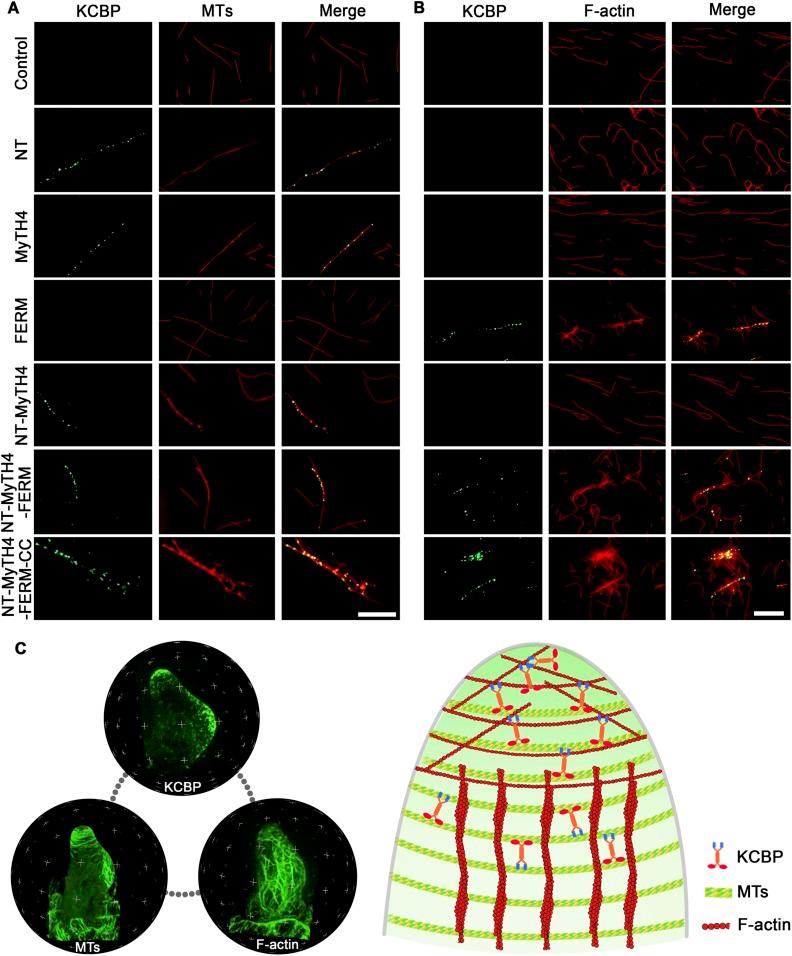 https://cdn.ncbi.nlm.nih.gov/pmc/blobs/447d/4574192/95be5afb46f0/elife09351f007.jpg