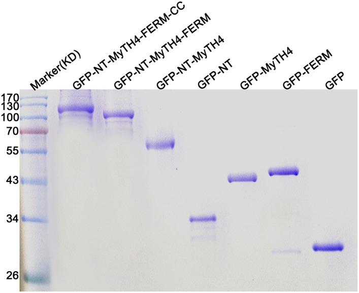 https://cdn.ncbi.nlm.nih.gov/pmc/blobs/447d/4574192/c0d9185554bf/elife09351fs009.jpg