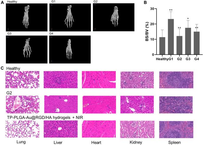 https://cdn.ncbi.nlm.nih.gov/pmc/blobs/4480/9197263/00fa316078da/fphar-13-849101-g009.jpg