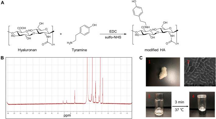 https://cdn.ncbi.nlm.nih.gov/pmc/blobs/4480/9197263/c73dbd20471a/fphar-13-849101-g003.jpg