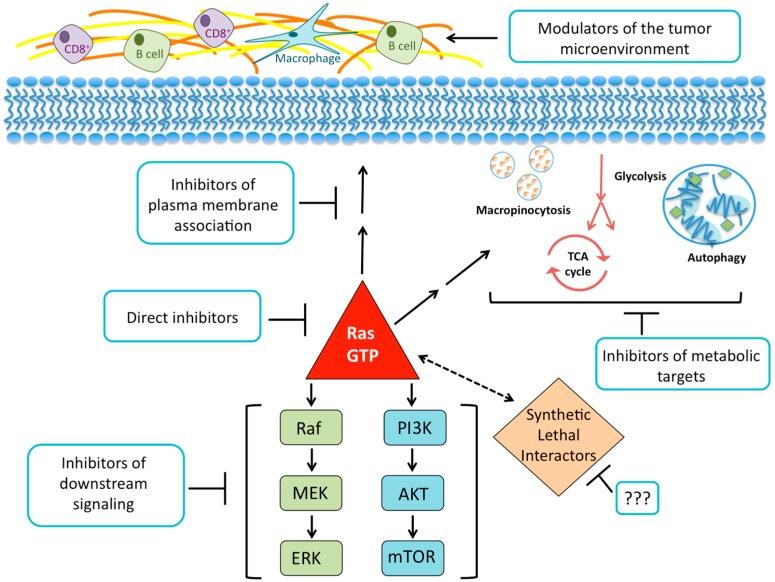 https://cdn.ncbi.nlm.nih.gov/pmc/blobs/4483/4846854/553249c7b81f/cancers-08-00045-g003.jpg