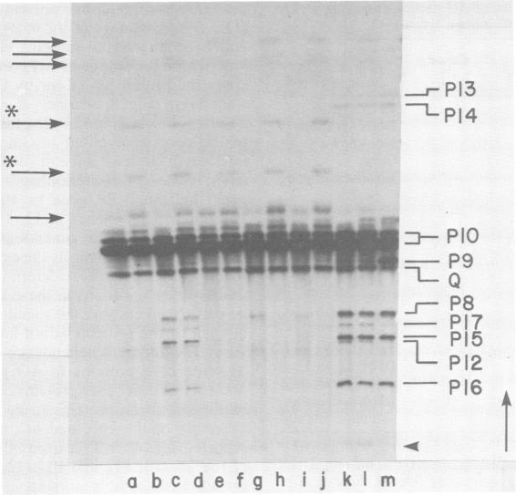 https://cdn.ncbi.nlm.nih.gov/pmc/blobs/448a/256883/507ff81c3265/jvirol00158-0248-a.jpg