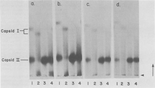 https://cdn.ncbi.nlm.nih.gov/pmc/blobs/448a/256883/a3bda04c1355/jvirol00158-0245-a.jpg