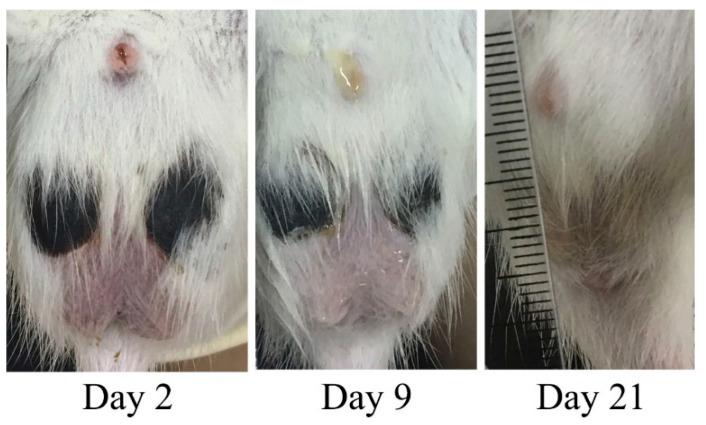 https://cdn.ncbi.nlm.nih.gov/pmc/blobs/4490/12115021/eb308791fb25/pharmaceutics-17-00602-g002.jpg