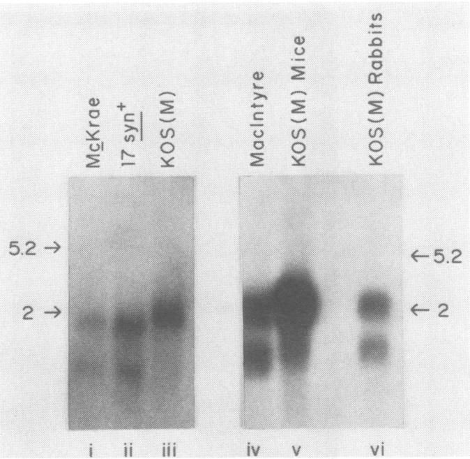https://cdn.ncbi.nlm.nih.gov/pmc/blobs/4494/253569/0cc8184df491/jvirol00091-0158-a.jpg