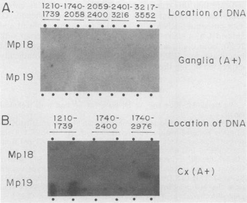 https://cdn.ncbi.nlm.nih.gov/pmc/blobs/4494/253569/20ccd8995513/jvirol00091-0159-a.jpg