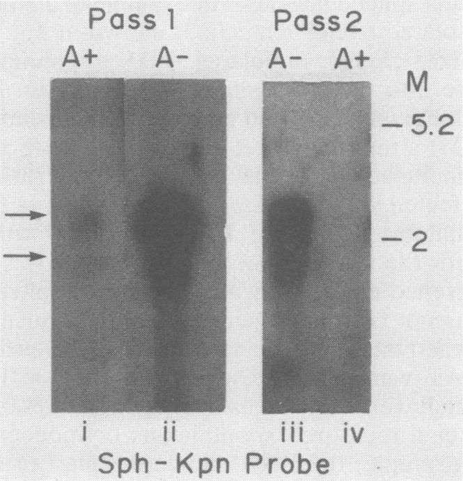 https://cdn.ncbi.nlm.nih.gov/pmc/blobs/4494/253569/8318f645515f/jvirol00091-0158-c.jpg