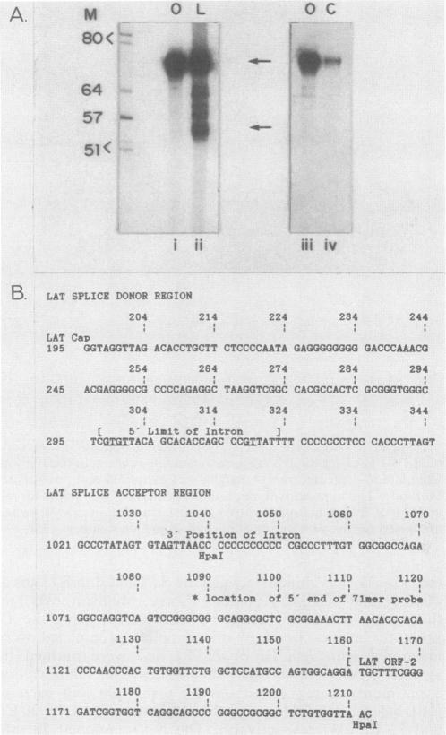 https://cdn.ncbi.nlm.nih.gov/pmc/blobs/4494/253569/c3fdc2cc8cdd/jvirol00091-0156-a.jpg