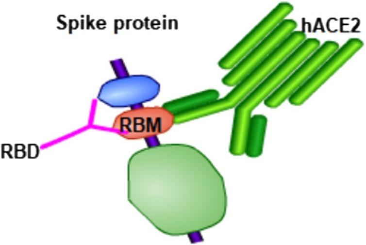 https://cdn.ncbi.nlm.nih.gov/pmc/blobs/449b/7591873/38c2475efaea/gr1_lrg.jpg