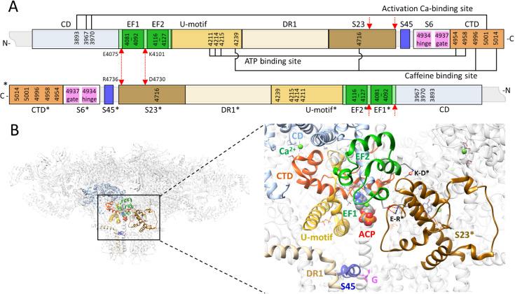 https://cdn.ncbi.nlm.nih.gov/pmc/blobs/44a2/12119028/1ca3dedb2f78/pcbi.1012950.g001.jpg