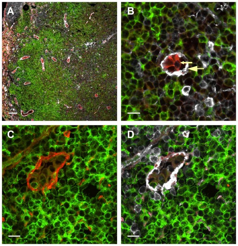 https://cdn.ncbi.nlm.nih.gov/pmc/blobs/44a6/3899079/a01c18873bc7/pone.0085699.g007.jpg