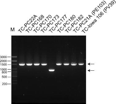 https://cdn.ncbi.nlm.nih.gov/pmc/blobs/44a7/7126216/805d6734756d/gr3.jpg