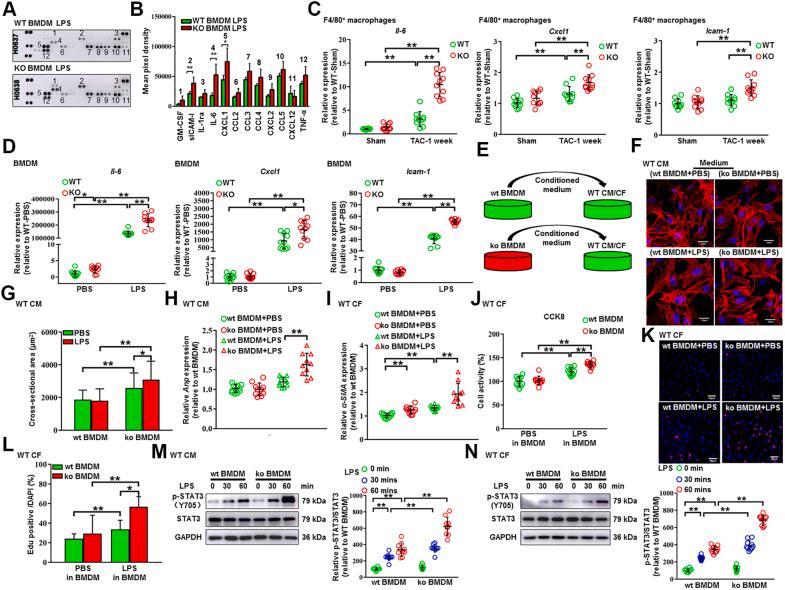 https://cdn.ncbi.nlm.nih.gov/pmc/blobs/44aa/10264565/212bdbdd06f3/gr6.jpg