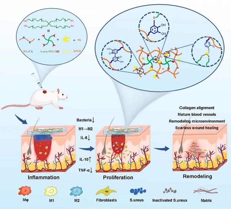 https://cdn.ncbi.nlm.nih.gov/pmc/blobs/44ad/11892188/36a71963893a/12951_2025_3249_Fig4_HTML.jpg