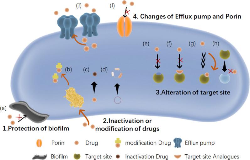 https://cdn.ncbi.nlm.nih.gov/pmc/blobs/44ad/11892188/ffc03fa25f71/12951_2025_3249_Fig1_HTML.jpg