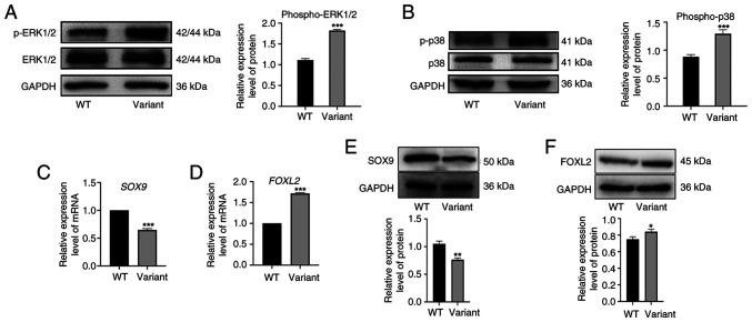 https://cdn.ncbi.nlm.nih.gov/pmc/blobs/44ad/12175139/745f679bd502/mmr-32-02-13589-g05.jpg