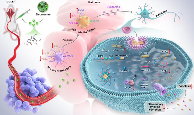 https://cdn.ncbi.nlm.nih.gov/pmc/blobs/44b5/11881310/b3566fbcf075/40478_2025_1950_Fig8_HTML.jpg