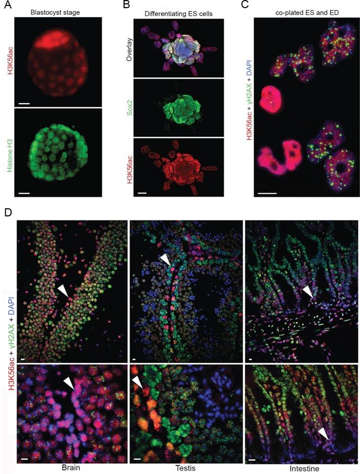 https://cdn.ncbi.nlm.nih.gov/pmc/blobs/44b8/4831886/1a40ded7478a/1332fig5.jpg