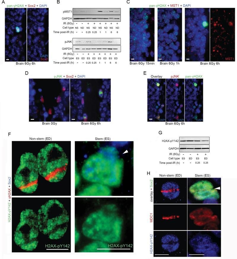 https://cdn.ncbi.nlm.nih.gov/pmc/blobs/44b8/4831886/ff313cc78725/1332fig4.jpg