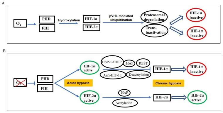 https://cdn.ncbi.nlm.nih.gov/pmc/blobs/44bf/6722594/fa96c41f9ad4/biomolecules-09-00339-g001.jpg