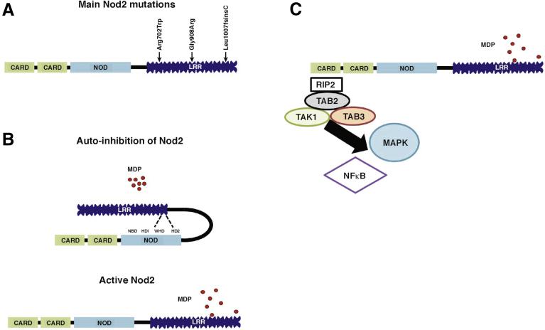 https://cdn.ncbi.nlm.nih.gov/pmc/blobs/44c1/6357788/65898cedb112/gr1.jpg