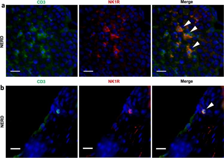 https://cdn.ncbi.nlm.nih.gov/pmc/blobs/44c4/10904498/2b98544b0ab2/535_2023_2065_Fig3_HTML.jpg