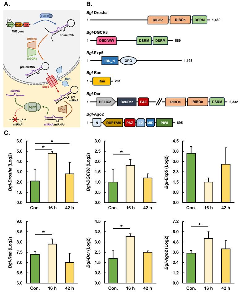 https://cdn.ncbi.nlm.nih.gov/pmc/blobs/44c7/11353429/dc108a4c542e/genes-15-01023-g001.jpg