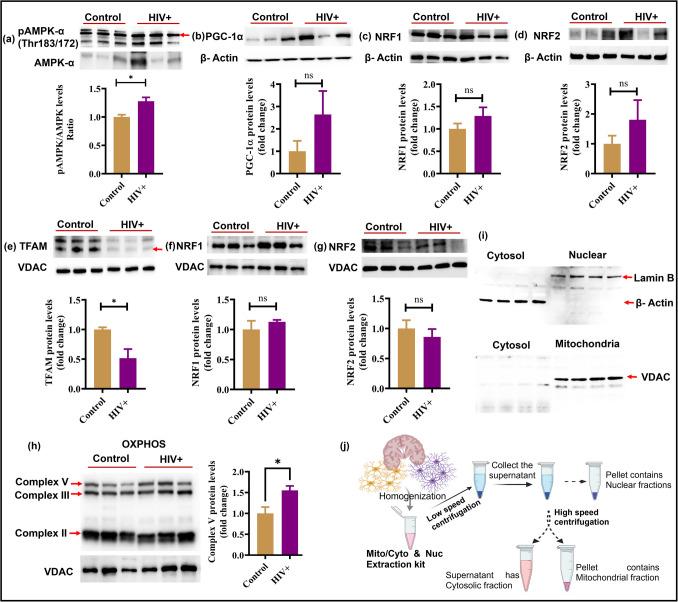 https://cdn.ncbi.nlm.nih.gov/pmc/blobs/44c9/12289736/3bd453091f55/12035_2025_4885_Fig2_HTML.jpg