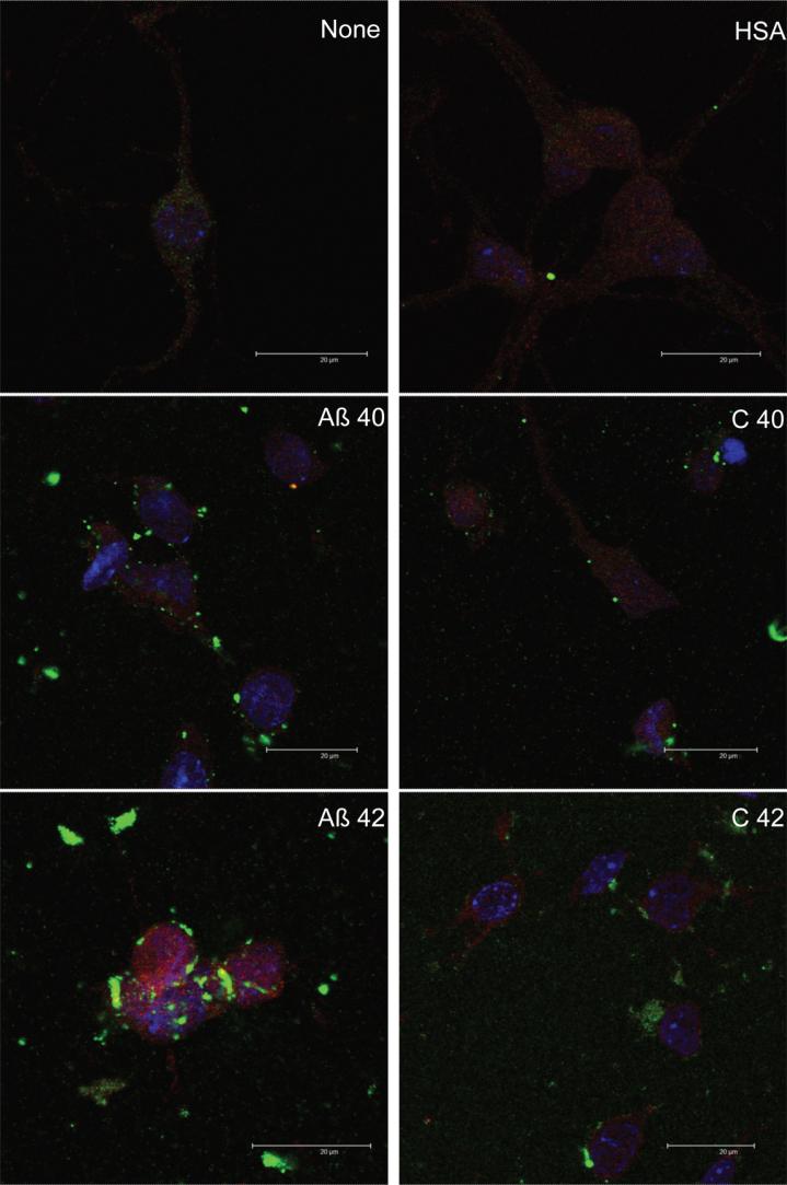https://cdn.ncbi.nlm.nih.gov/pmc/blobs/44cb/5115610/3d595893b9c7/jad-55-jad160346-g005.jpg