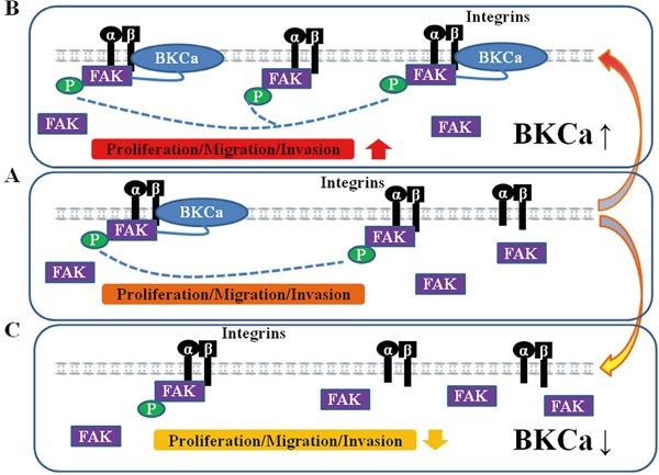 https://cdn.ncbi.nlm.nih.gov/pmc/blobs/44cc/5130001/26d2f751baf2/oncotarget-07-40174-g011.jpg