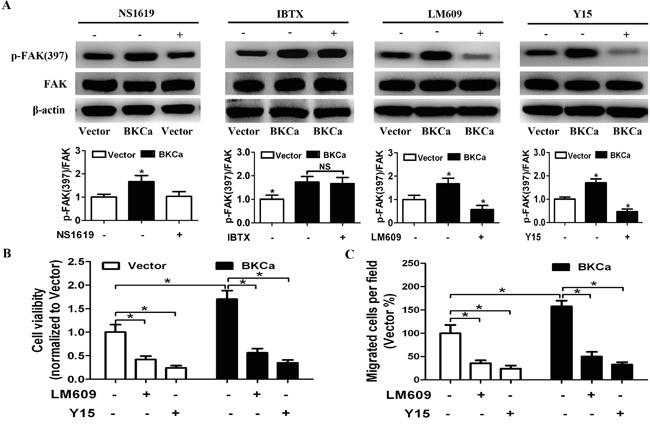 https://cdn.ncbi.nlm.nih.gov/pmc/blobs/44cc/5130001/f0056944e3dc/oncotarget-07-40174-g010.jpg