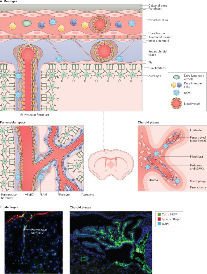 https://cdn.ncbi.nlm.nih.gov/pmc/blobs/44cc/8527980/e68ad58bb451/41583_2021_525_Fig1_HTML.jpg