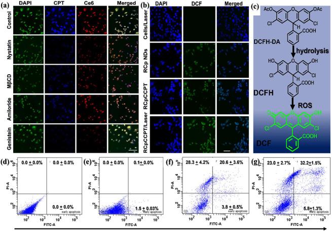 https://cdn.ncbi.nlm.nih.gov/pmc/blobs/44cf/11103653/8437570d21d6/am3c18888_0008.jpg