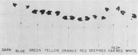 https://cdn.ncbi.nlm.nih.gov/pmc/blobs/44d3/550080/10b578bc551c/plntphys00412-0031-a.jpg