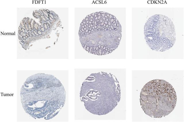 https://cdn.ncbi.nlm.nih.gov/pmc/blobs/44d3/9493326/e19a4386b5ad/fgene-13-971364-g011.jpg