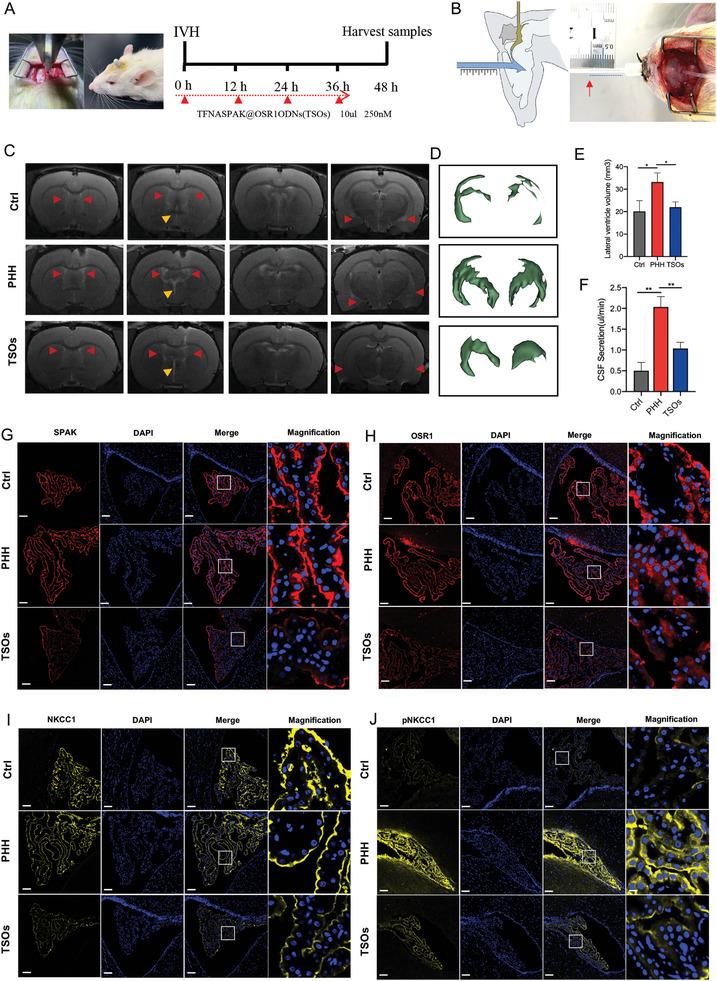 https://cdn.ncbi.nlm.nih.gov/pmc/blobs/44d4/11077654/734a4422c0be/ADVS-11-2306622-g008.jpg