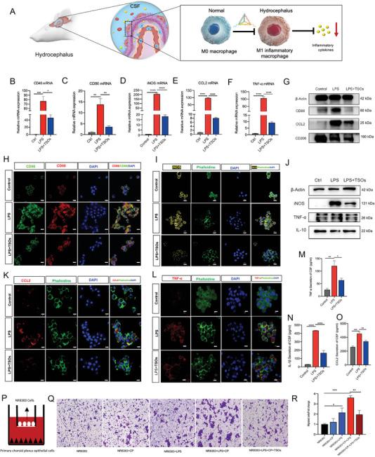 https://cdn.ncbi.nlm.nih.gov/pmc/blobs/44d4/11077654/7e85465ede2a/ADVS-11-2306622-g002.jpg