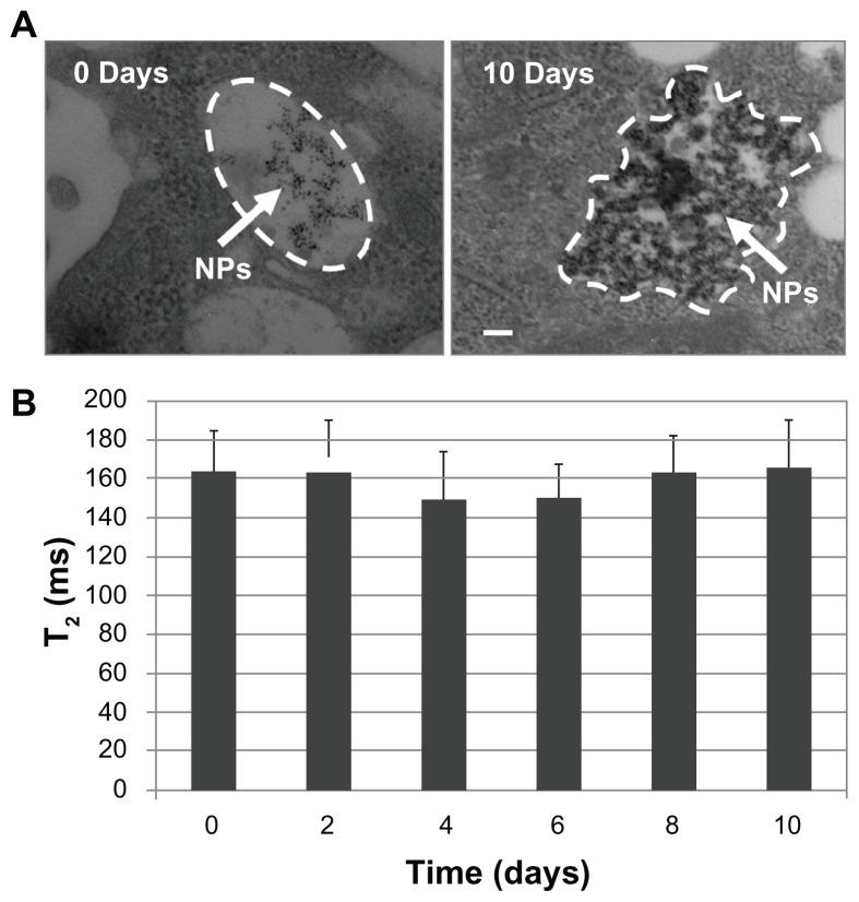 https://cdn.ncbi.nlm.nih.gov/pmc/blobs/44d4/3428249/90580ddd3c20/ijn-7-4613f3.jpg