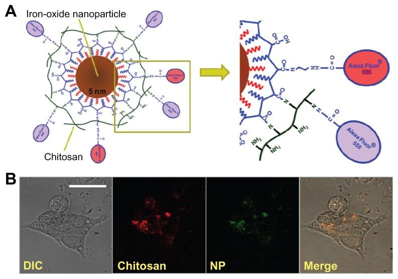 https://cdn.ncbi.nlm.nih.gov/pmc/blobs/44d4/3428249/998755ed21ff/ijn-7-4613f1.jpg