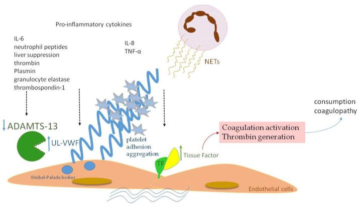 https://cdn.ncbi.nlm.nih.gov/pmc/blobs/44db/10604288/1b49af9ee3d8/biology-12-01281-g003.jpg