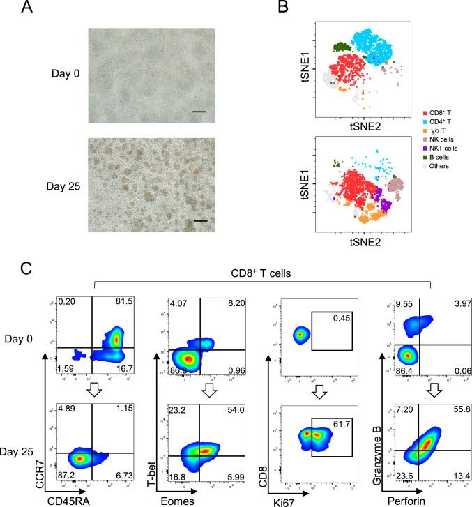 https://cdn.ncbi.nlm.nih.gov/pmc/blobs/44e1/11861774/5a0b8026ab4f/262_2025_3971_Fig1_HTML.jpg
