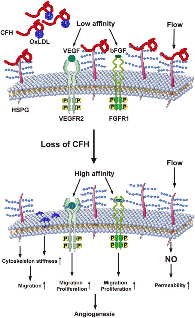 https://cdn.ncbi.nlm.nih.gov/pmc/blobs/44e2/11495524/aeaffc0d609f/j_mr-2023-0048_fig_004.jpg