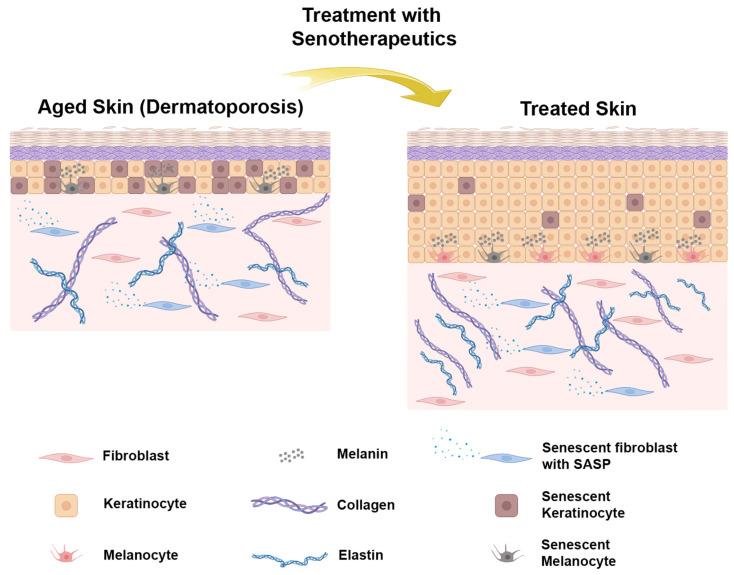 https://cdn.ncbi.nlm.nih.gov/pmc/blobs/44e3/11428750/438c26c1e949/biology-13-00647-g002.jpg