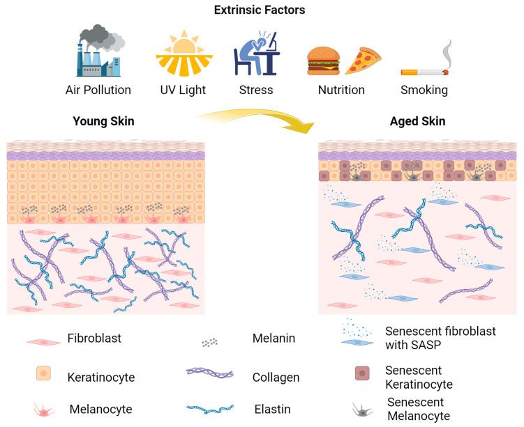 https://cdn.ncbi.nlm.nih.gov/pmc/blobs/44e3/11428750/6f77ee89f7d4/biology-13-00647-g001.jpg