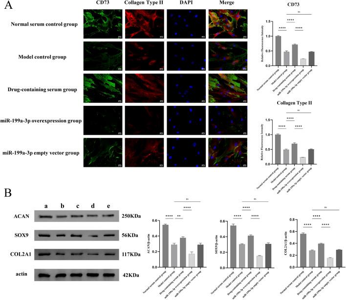 https://cdn.ncbi.nlm.nih.gov/pmc/blobs/44e4/12067415/be77d648e776/fphar-16-1583635-g005.jpg