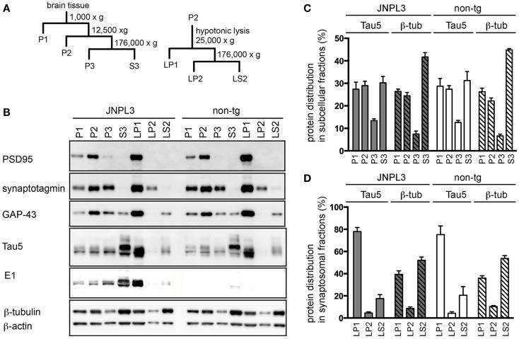 https://cdn.ncbi.nlm.nih.gov/pmc/blobs/44e7/3949102/9f092f580283/fneur-05-00026-g002.jpg