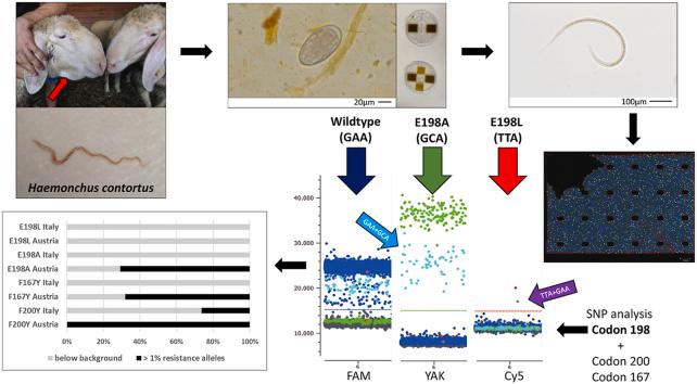 https://cdn.ncbi.nlm.nih.gov/pmc/blobs/44ea/10336075/137e0ff060a5/ga1.jpg